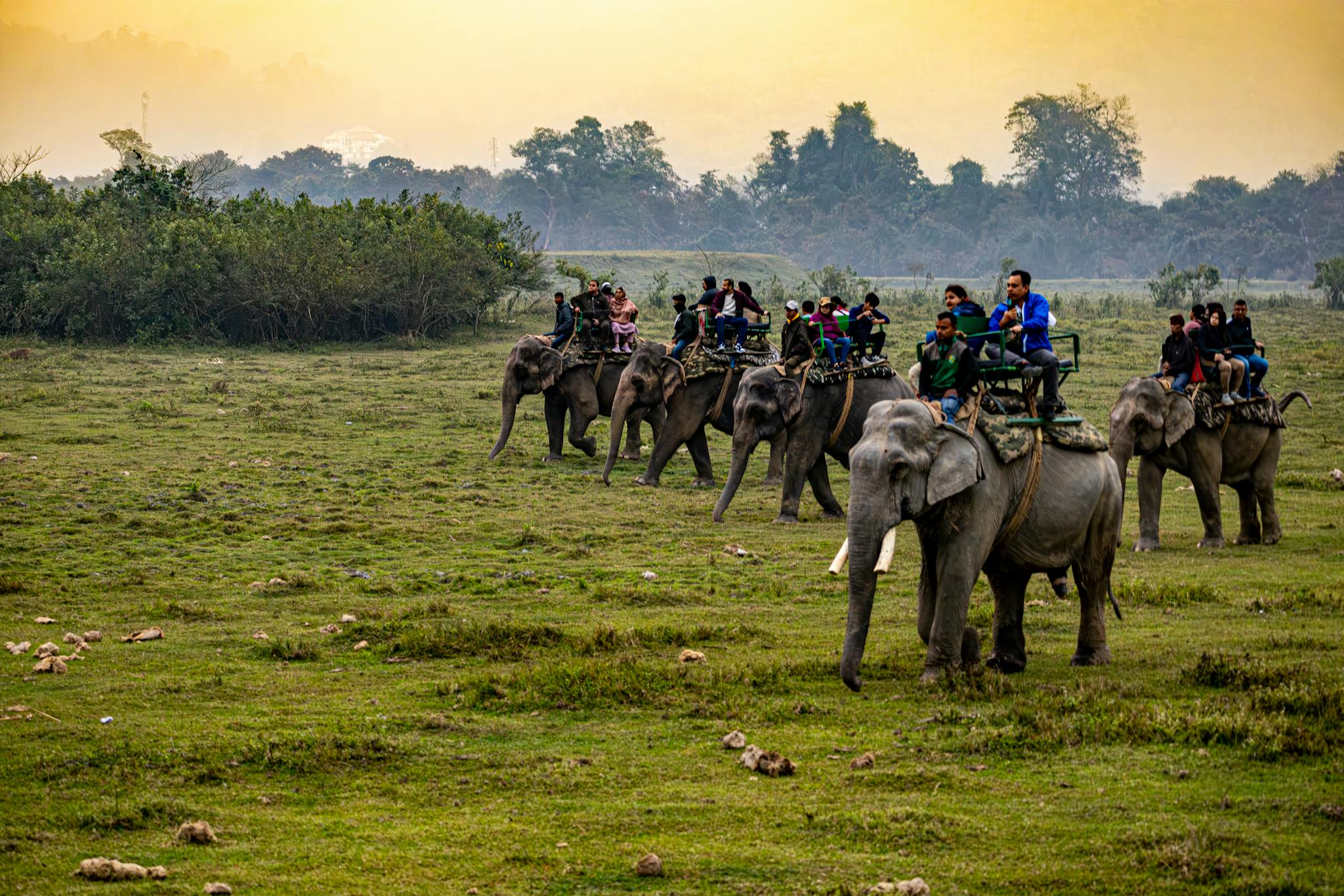 Tourists enjoy an elephant safari in a lush natural landscape at sunset.